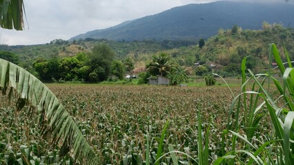corn fields in the mountains in the philippines