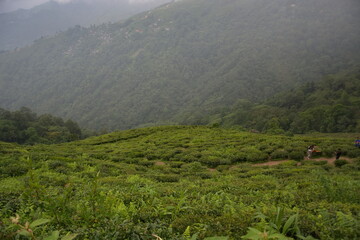 Naklejka premium Tea Plantation