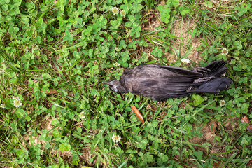 A dead black bird in grass
