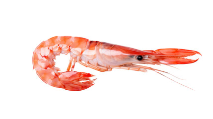 A fresh, raw shrimp is displayed on a transparent background, perfect for culinary and food design projects with its vibrant color and clean presentation.