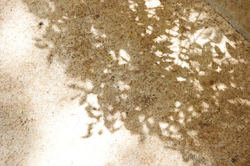 shadow of tree
