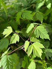 green leaves of a boxelder tree, native tree in Utah, close up