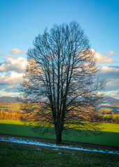 Fototapeta premium Bare tree standing on a hill overlooking Broumov in Czech Republic
