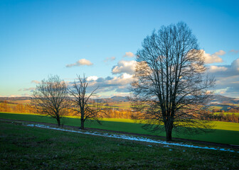 Bare trees rising from green fields in Broumov, Czech Republic