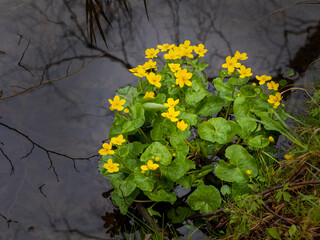 Kingcup flowers growing on the edge of the pond reflecting in the water in Czech Republic