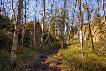 Hiking trail passing through birch trees and rocks in Broumov, Czech Republic