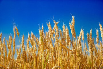 Wheat field, Ears golden wheat. Background ripening ears meadow wheat field. Agricultural harvest