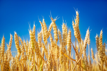 Wheat field, Ears golden wheat. Background ripening ears meadow wheat field. Agricultural harvest