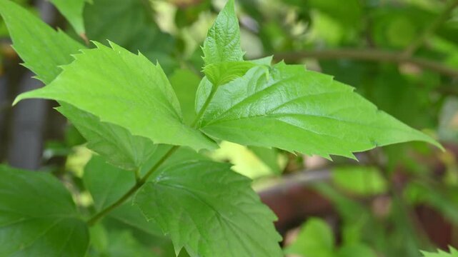 Nyctanthes arbor tristis plant. Its other names &nbsp;night blooming jasmine, tree of sorrow flower, coral jasmine and  shiuli. Harsigar or parijat plant.