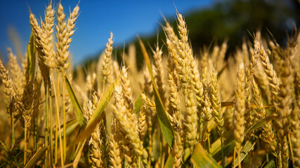 Wheat field, Ears golden wheat. Background ripening ears meadow wheat field. Agricultural harvest
