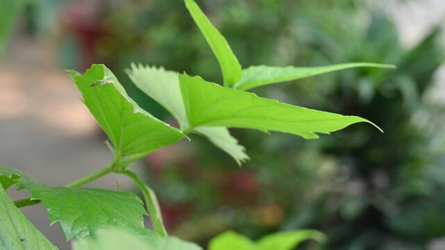 Nyctanthes arbor tristis plant. Its other names &nbsp;night blooming jasmine, tree of sorrow flower, coral jasmine and  shiuli. Harsigar or parijat plant.