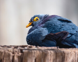 African Olive pigeon resting on a tree stump