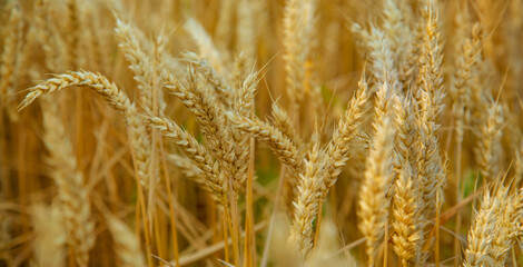 Wheat field, Ears golden wheat. Background ripening ears meadow wheat field. Agricultural harvest