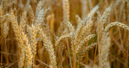 Wheat field, Ears golden wheat. Background ripening ears meadow wheat field. Agricultural harvest
