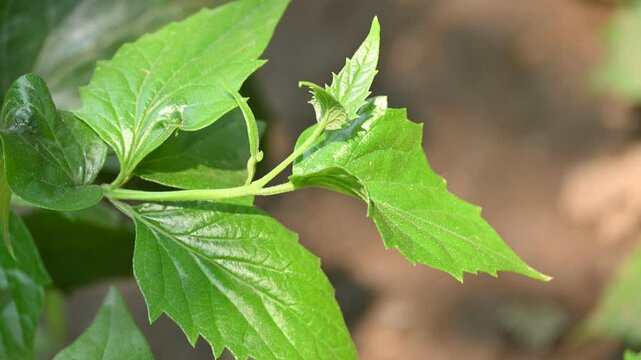 Nyctanthes arbor tristis plant. Its other names &nbsp;night blooming jasmine, tree of sorrow flower, coral jasmine and  shiuli. Harsigar or parijat plant.