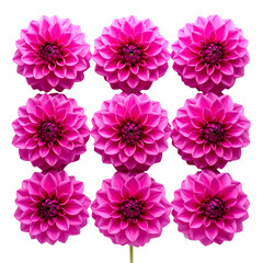 Grid-Aligned Dahlia Flower Pattern in Magenta Tones, Top View Botanical Arrangement, isolated on white background PNG