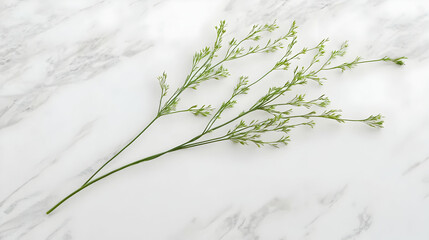Delicate, light green sprigs arranged on a white marble surface.  Small, clustered leaves and stems create a minimalist arrangement