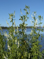 White sweet clover (Melilotus albus) in bloom by a lakeshore on a sunny day. Tall green stems with delicate white flower spikes and small leaves, surrounded by summer insects.