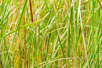 Vibrant Green and Golden Reeds in Sunlight, Natural Grass Texture Background