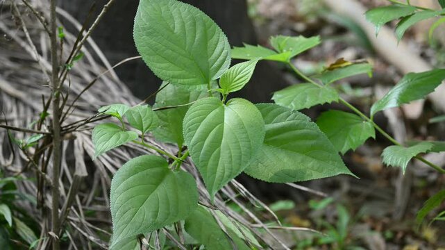 Nyctanthes arbor tristis plant. Its other names &nbsp;night blooming jasmine, tree of sorrow flower, coral jasmine and  shiuli. Harsigar or parijat plant.