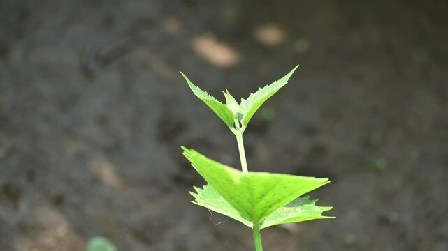 Nyctanthes arbor tristis plant. Its other names &nbsp;night blooming jasmine, tree of sorrow flower, coral jasmine and  shiuli. Harsigar or parijat plant.