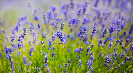 Lavender Field natural colors, selective focus. Lilac flowers, landscape, panoramic view, banner