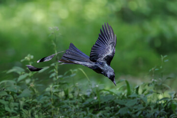 Greater Racket-tailed Drongo, Dicrurus paradiseus, flying over ground field in forest park, large...