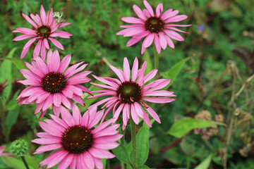 Fototapeta premium Pink coneflower flowers in close up