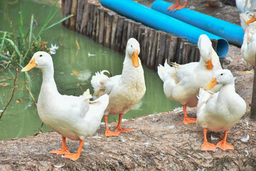 Peking oldest breed of meat-oriented ducks. Reservoirs on a duck farm for rearing ducks