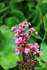 Pink elephants ears plant flowers