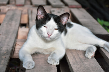 Cute cat sit and relax against sunset bokeh background

