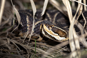 Urutú crossed pitviper Yarará grande (Bothrops alternatus) portrait close-up in Natural Habitat Among Dry Grass on Buenos Aires, Argentina. 
