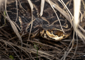 Urutú crossed pitviper Yarará grande (Bothrops alternatus) portrait close-up in Natural Habitat Among Dry Grass on Buenos Aires, Argentina. 