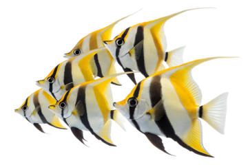 A group of six butterfly fish swimming together. They have distinctive yellow and black stripes with elongated fins. The background is transparent.