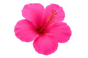 Pink hibiscus flower blooming, revealing delicate petals and prominent stamen against transparent background, highlighting botanical beauty