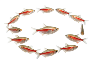 A group of twelve small fish swimming in a circular formation. The fish have a silver body with a red stripe along their sides. Transparent background.