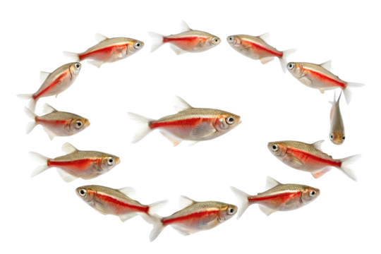 A group of twelve small fish swimming in a circular formation. The fish have a silver body with a red stripe along their sides. Transparent background.