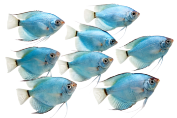 A group of nine blue fish swimming together. The fish have elongated bodies and fins, showcasing vibrant blue colors and distinct features.