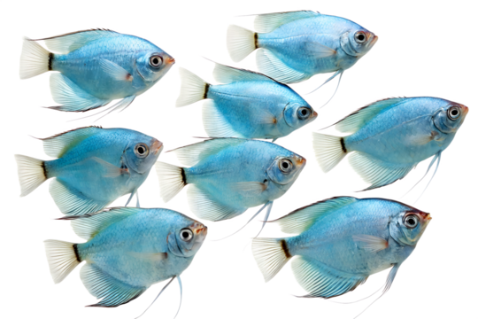 A group of nine blue fish swimming together. The fish have elongated bodies and fins, showcasing vibrant blue colors and distinct features.