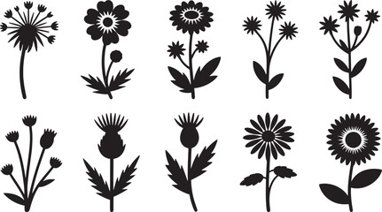 Ten Detailed Dandelion Wildflower Illustrations