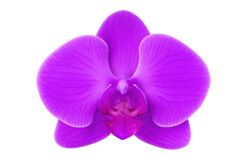 Purple orchid bloom revealing delicate petal textures, standing elegantly against transparent backdrop
