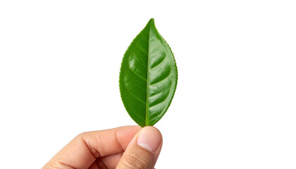 A hand delicately holding a vibrant, green leaf, showcasing its natural beauty