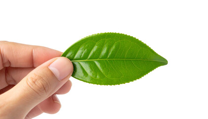 A hand holding a fresh, vibrant green leaf, showcasing its delicate texture and color.