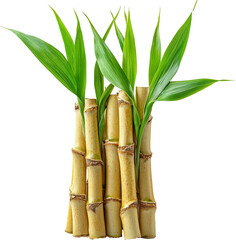 Fototapeta premium sugarcane 