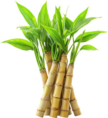 Fototapeta premium sugarcane 