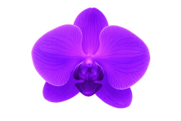 Fototapeta premium Close-up of a single, vibrant purple orchid showcasing intricate petal details, isolated on a transparent background