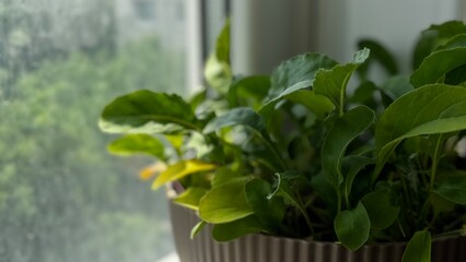 Vibrant herbs growing in a yellow pot near a window, bathed in natural light, perfect for organic lifestyle and cooking themes.