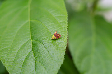 A solitary sap-sucking insect clings to a vibrant leaf, its quiet presence hinting at hidden pressures on orchards and ornamental groves across Mediterranean landscapes.