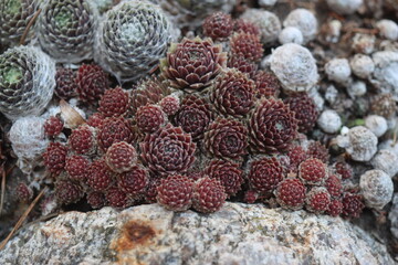 Sempervivum Rojnik Adelaar