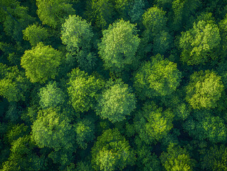 Aerial View of Lush Forest Canopy: A breathtaking aerial shot captures a dense, vibrant forest canopy, showcasing the rich tapestry of green foliage from a bird's eye perspective.